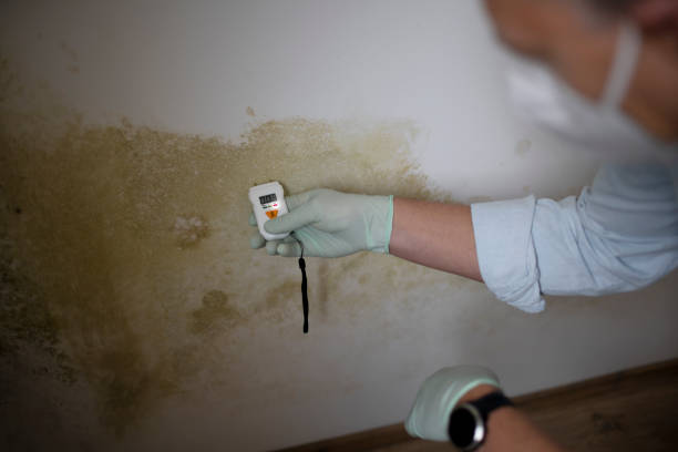 Best White Mold Remediation in Tierra Verde, FL