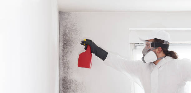 Best Post-Flood Mold Remediation in Tierra Verde, FL